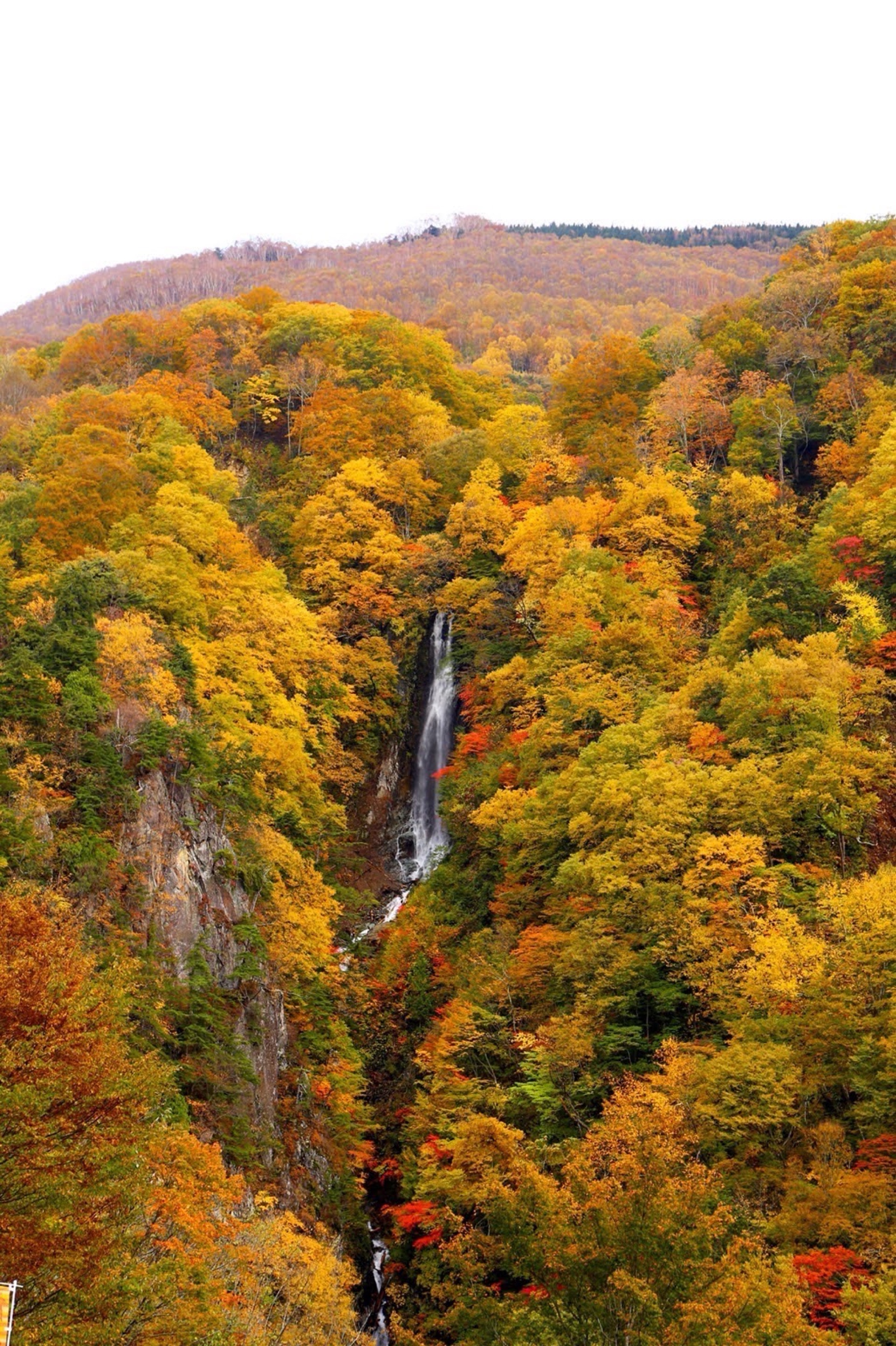 秋の紅葉とジビエとキノコ